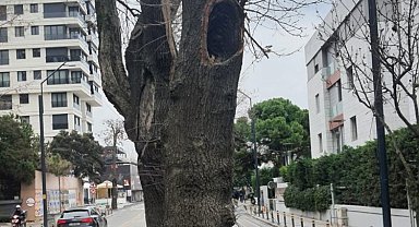 Kadıköy'de hasta ağaçların yerine yenileri dikilecek