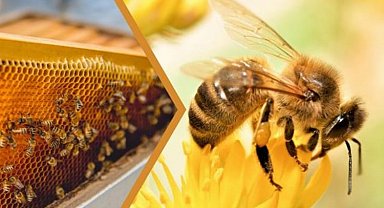 Kovan başı ilave destek geliyor