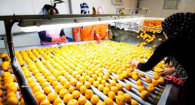 Narenciye ihracatının lideri mandalina