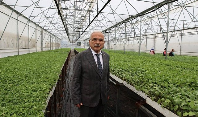 Üreticilere 4 milyon liralık fide