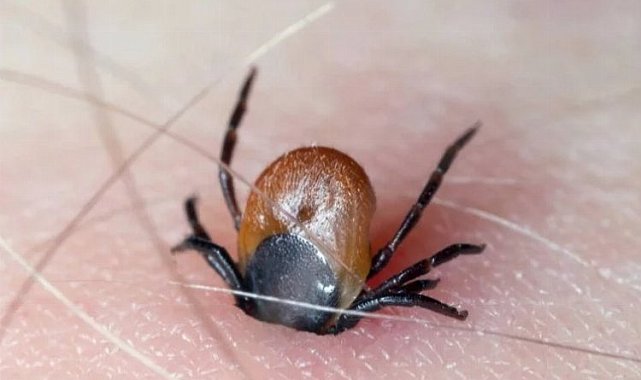 Yaz aylarının kabusu geri döndü