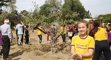 Zeytin ağaçları yeni yerine taşındı 