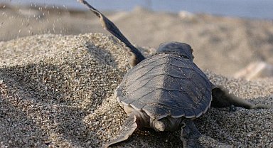 Caretta Caretta'lara hayat oluyorlar