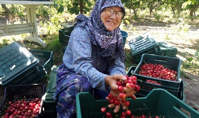 Çeribaşı Kiraz Hasat Şenliği bugün yapılacak