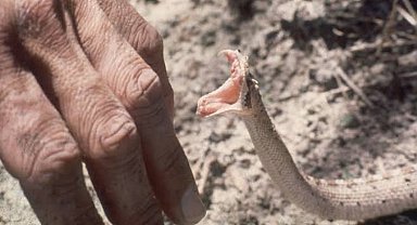 Düzce Yığılca'da yılan paniği!