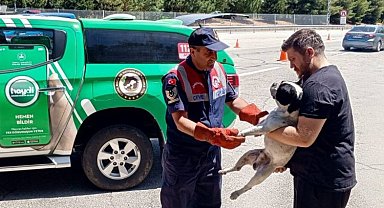 Havsa'da jandarma yaralı köpeği kurtardı