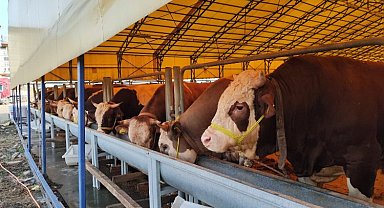 İstanbul'da 'Kurban Timi' kuruldu