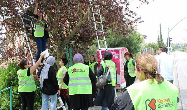 Kocaeli göüllüleri dalından toplayarak sevgilerini de kattılar