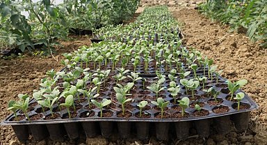 Kocaeli'de atıl arazilerde karpuz yetişecek... Karpuz tohumları toprakla buluştu