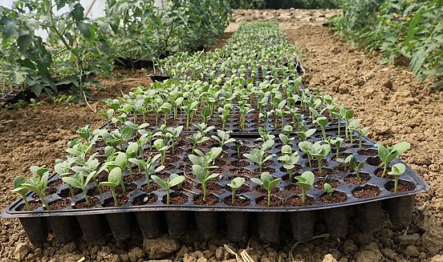 Kocaeli'de atıl arazilerde karpuz yetişecek... Karpuz tohumları toprakla buluştu