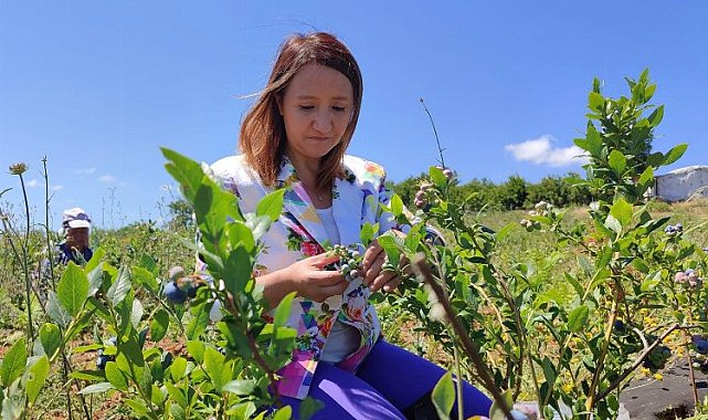 Maviyemiş'le yeni tanışan Pazaryeri'nde ilk hasat