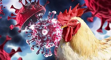 Meksika'da can alan kuş gribi endişelendirdi! Tavuk eti ve yumurta tüketimiyle hastalık mümkün değil!