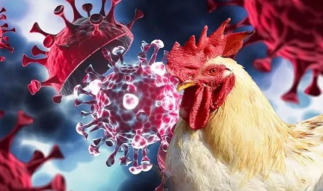 Meksika'da can alan kuş gribi endişelendirdi! Tavuk eti ve yumurta tüketimiyle hastalık mümkün değil!