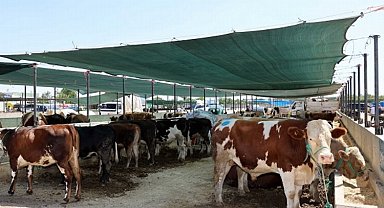 Selçuklu'da kurban satış ve kesim yerleri belli oldu