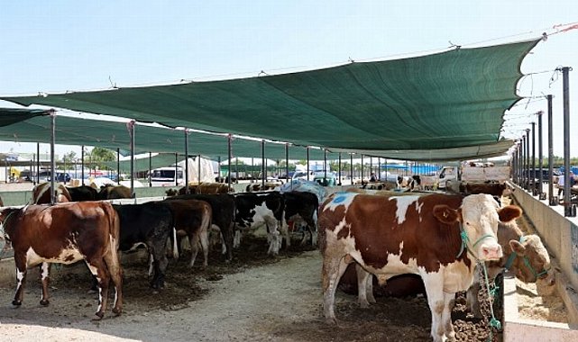 Selçuklu'da kurban satış ve kesim yerleri belli oldu