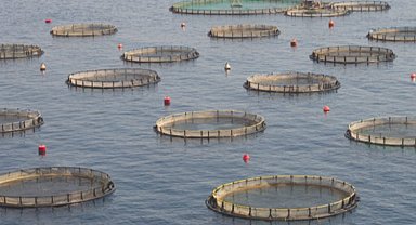 Su ürünleri üretimi yüzde 18,6 arttı