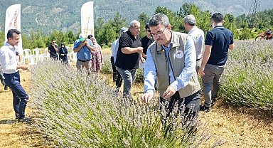 Bursa Orhaneli lavanta kokuyor