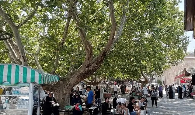 Bursa'da çınar ağaçları serinlemek için en güzel yol