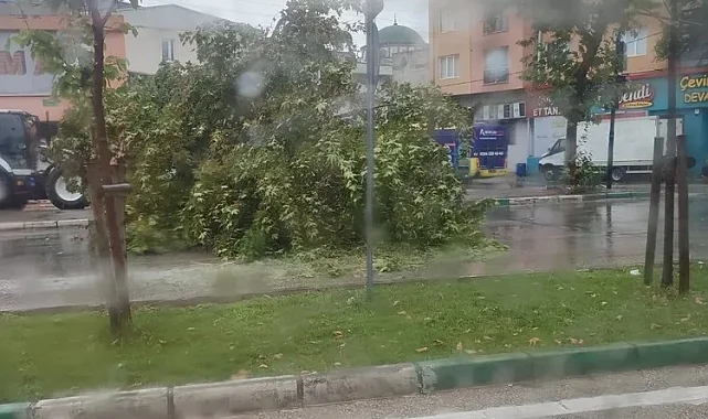 Bursa'da şiddetli yağış ağacı devirdi