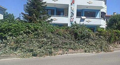 Çamlıca Mahallesi'nde kesilen ağaçlar trafiği engelliyor