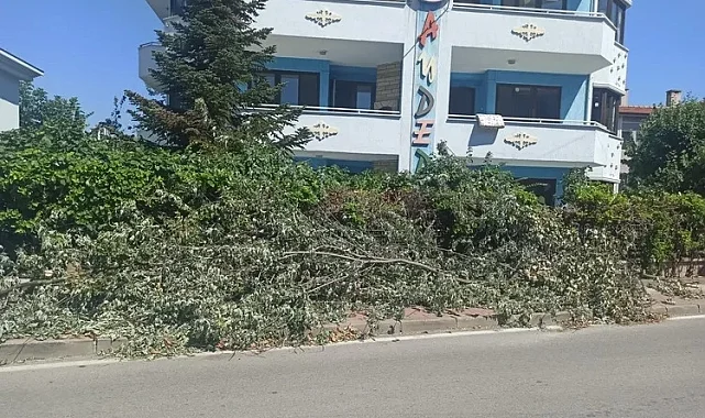 Çamlıca Mahallesi'nde kesilen ağaçlar trafiği engelliyor