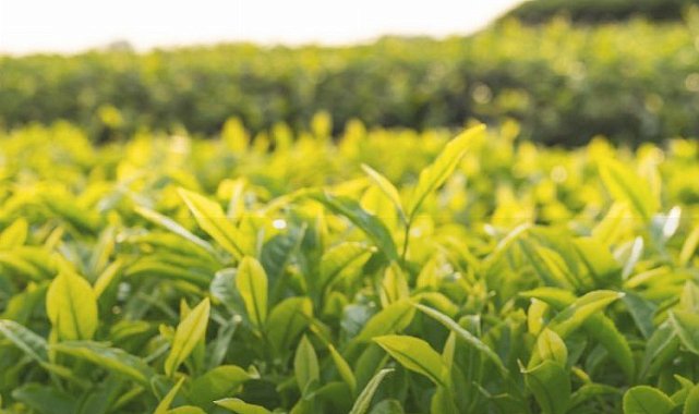 Çaykur dekara 30 kilogram çay alacak