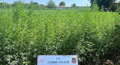 Edirne Jandarması'ndan 6 bin kök kenevir!