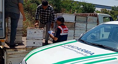 Edirne'de arıcılara önemli uyarı
