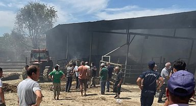 Edirne'deki yangında çok sayıda büyükbaş telef oldu