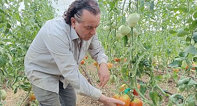 Hobi amaçlı kurduğu serada kavun boyunda domates üretiyor
