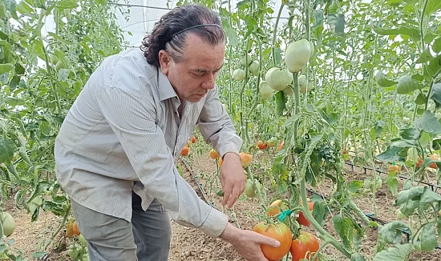 Hobi amaçlı kurduğu serada kavun boyunda domates üretiyor