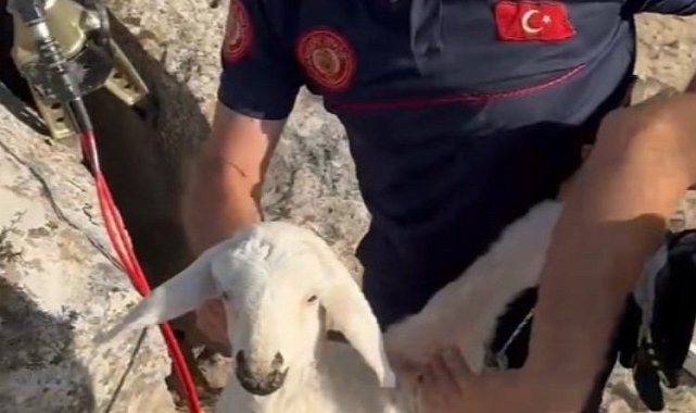 Kayseri İtfaiyesi mahsur kalan kuzuyu kurtardı