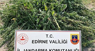 Kenevir ekimi yapan şüpheli yakalandı!