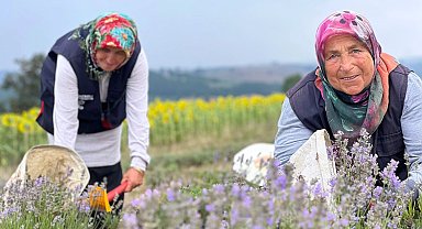 Kocaeli'de mor tarlalarda lavanta hasadı başladı