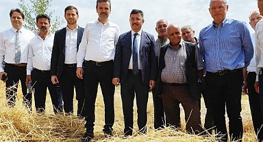 Mudanya'da yeni çeşit buğdaylara hasat