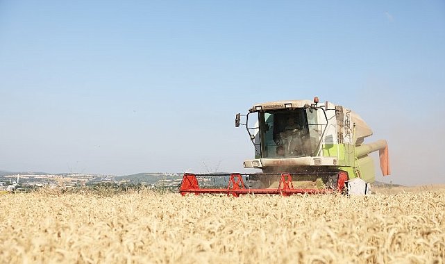 Nilüfer'de yerel tohumdan üretilen buğday hasadı başladı