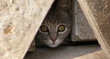 Okul bitince öğrencilerin hayvan sevgisi de bitiyor