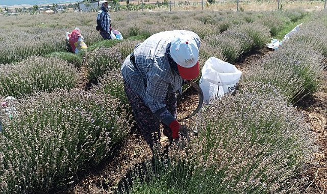 Siğilli Lavanta Bahçesi'nde 4.hasat dönemi başladı