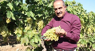 Sofralık üzüm 25'inde ihracat yolcusu