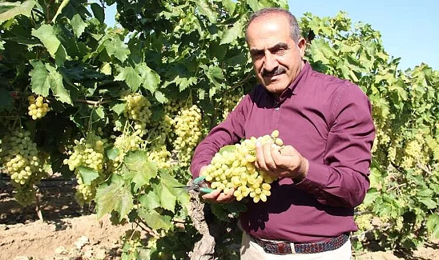 Sofralık üzüm 25'inde ihracat yolcusu