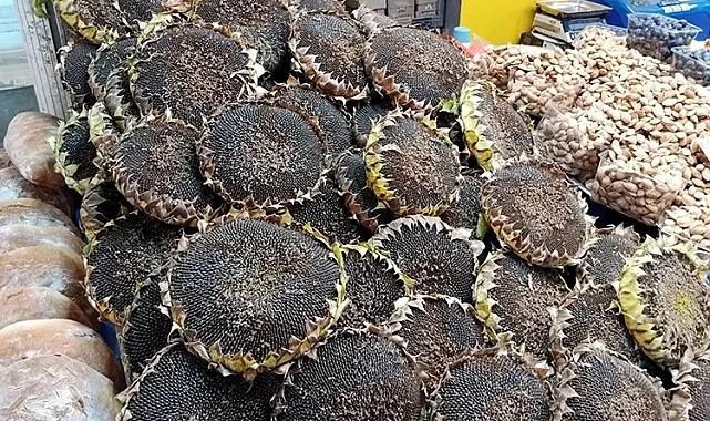 Bursa'nın çerezlik ayçiçeği hasadı başladı