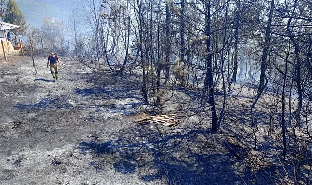 Düzce Yığılca'da çıkan yangına müdahale ediliyor
