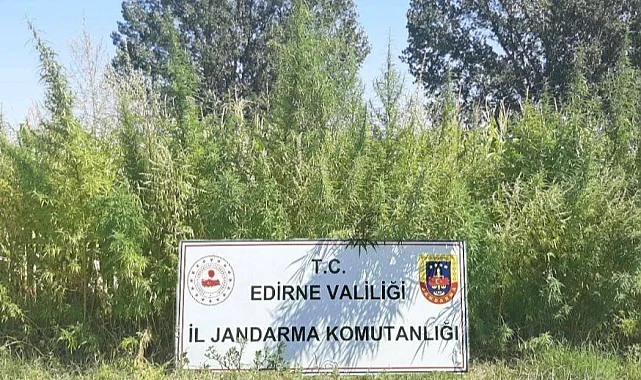 Edirne'de 159 bin kök kenevir ele geçirildi