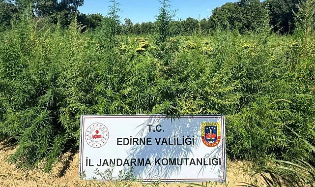 Edirne'de 49 bin 500 kök kenevire imha