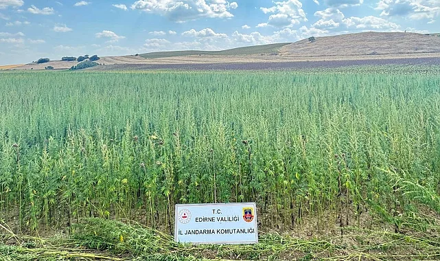 Edirne'de binlerce kök kenevir ele geçirildi