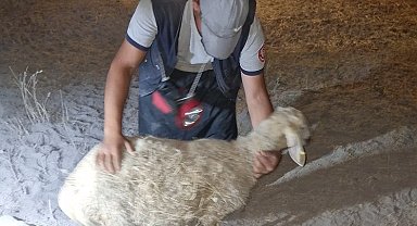 Kayseri İtfaiyesi'nden gece yarısı koyun operasyonu