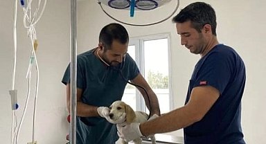 Keşan Belediyesinden sokak hayvanları bilgilendirmesi