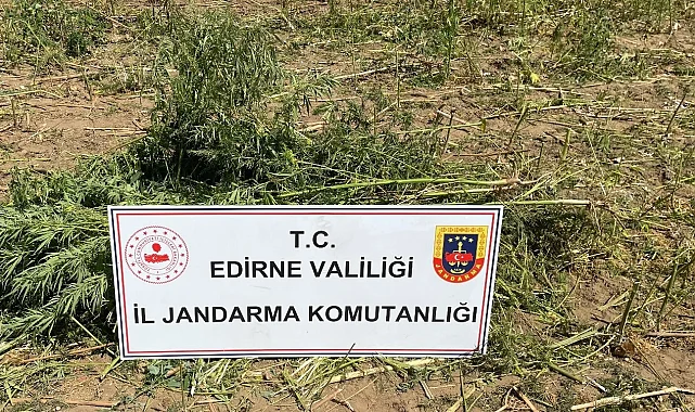 Lalapaşa'da 5600 kök kenevir ele geçirildi