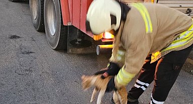 Lise binasında mahsur kalan kedi kurtarıldı