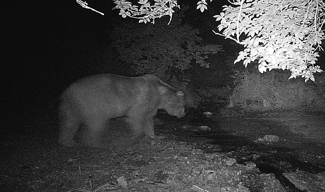 Bilecik'te fotokapana önce ayı sonra domuz sürüsü yakalandı